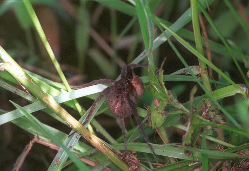 Dolomedes_plantarius_F1564_Z_80_Les Gris_Frankrijk.jpg